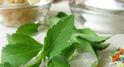 Beneficiile Stevia pentru diabet